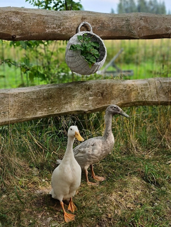 Rattan Wandkorb weiß Quasten