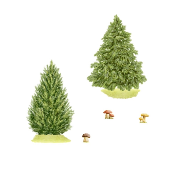 Wandsticker Tannen und Pilze