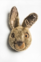 Tierkopf Trophäe Hase Lewis