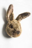 Tierkopf Trophäe Hase Lewis